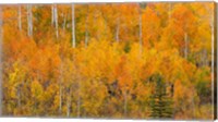 Autumn Forest Landscape Of The Manti-La Sal National Forest, Utah Fine Art Print