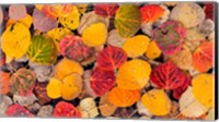 Autumn Aspen Leaves In A Pool Fine Art Print