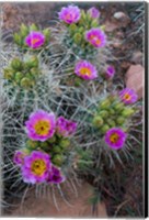 Whipple's Fishhook Cactus Blooming And With Buds Fine Art Print