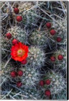 Claret Cup Cactus With Buds Fine Art Print
