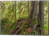 Western Red Cedar Growing On A Boulder, Washington State Fine Art Print