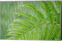 Fern In Rainfall Fine Art Print