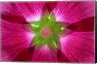 Pink Hollyhock Blossom Composite Fine Art Print