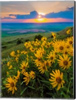 Landscape With Douglas' Sunflowers In The Palouse Hills Fine Art Print