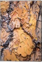 Ponderosa Pine Tree Bark Detail Fine Art Print