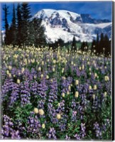 Field Of Lupine And Bistort In Paradise Park Fine Art Print