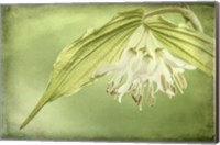 Close-Up Of Hooker's Fairy Bell Flowers Fine Art Print