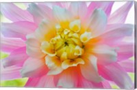 Close-Up Of A Pastel Dahlia Flower Fine Art Print