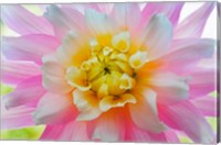 Close-Up Of A Pastel Dahlia Flower Fine Art Print