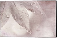 Dew Drops On A Maple Leaf Fine Art Print