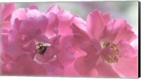 Close-Up Of Pink Rose Blossoms Fine Art Print