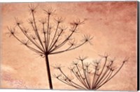 Silhouette Of Queen Anne's Lace Plants Fine Art Print