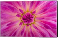 Bright Pink Dahlia Blossom Detail Fine Art Print
