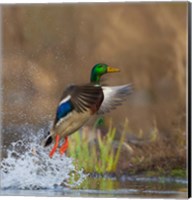 Mallard Duck Takes Flight Off Lake Washington Fine Art Print
