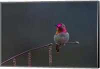 Anna's Hummingbird Lashes Its Iridescent Gorget Fine Art Print