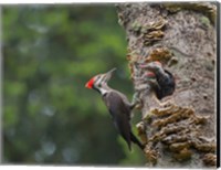 Pileated Woodpecker With Begging Chicks Fine Art Print