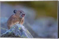 Pika With Its Tongue Out Fine Art Print