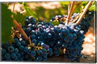 Petit Verdot Grapes From A Vineyard Fine Art Print