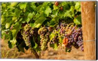 Wine Grapes In Veraison In A Vineyard Fine Art Print