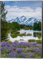 Lupine Flowers With The Teton Mountains In The Background Fine Art Print