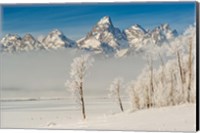 Rimed Cottonwoods And Tetons From The Antelope Flats Road Fine Art Print