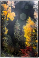 Sunshine On An Autumn Forest Fine Art Print