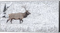 Bull Elk Walks In The Snow Fine Art Print