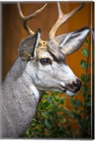 Close-Up Of A Mule Deer Fine Art Print