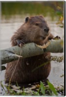 North American Beaver Gnawing Through An Aspen Fine Art Print