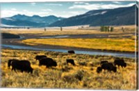 Bison Herd Feeding, Lamar River Valley, Yellowstone National Park Fine Art Print