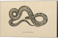 Vintage Boa Constrictor Fine Art Print