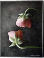 Contemporary Floral Pink Ranunculus Fine Art Print