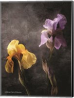 Contemporize Floral Iris Fine Art Print