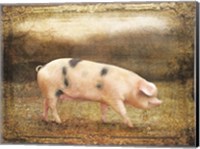 Vintage Sow Fine Art Print