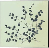 Botanical Study VII Sage Fine Art Print