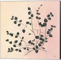 Botanical Study VII Blush Fine Art Print