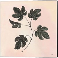 Botanical Study III Blush Fine Art Print