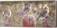 Birds on a Fence Fine Art Print