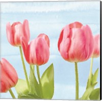 Fresh Spring Tulips I Fine Art Print