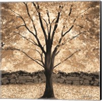 Gold Canopy Tree Fine Art Print