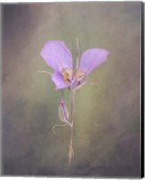Sagebrush Mariposa Lily Fine Art Print