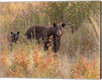 Black Bear Sow and Cub Fine Art Print