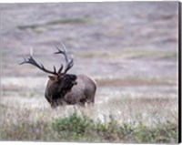 Bull Elk in Montana Fine Art Print