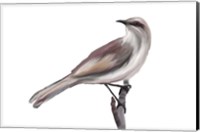 Bird V Fine Art Print