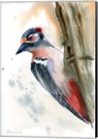 Woodpecker Fine Art Print