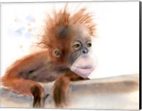 Baby Monkey Fine Art Print