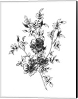 Sketchbook Flowers on White II Fine Art Print
