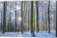 Frosty Forest Fine Art Print