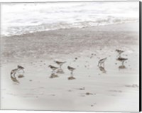 Sandpipers Fine Art Print