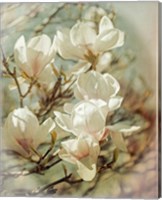 Vintage Inspired Magnolias Fine Art Print